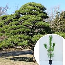 51nfruOu+-L._AC_UL210_SR210,